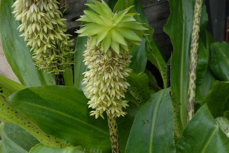 Eucomis Eucomis Bicolor from the Gold Medal winning Harts Nursery