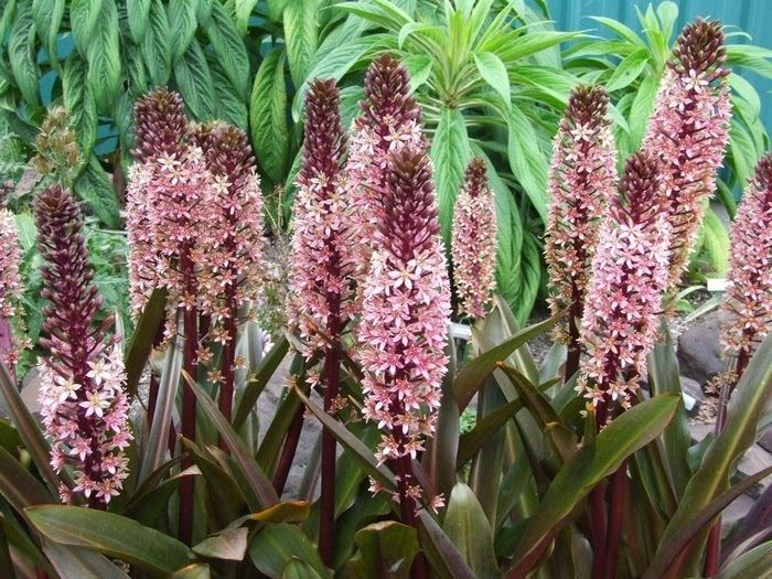 Eucomis HOW TO PROPAGATE AND GROW EUCOMIS FROM LEAF CUTTINGS The Garden of