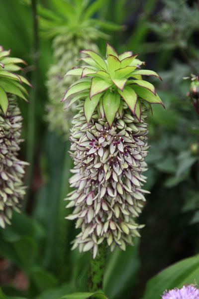 Eucomis bicolor Buy pineapple lily bulbs Eucomis bicolor Delivery by Crocus