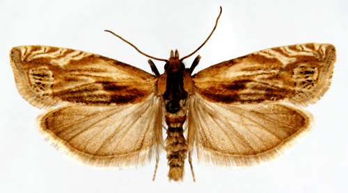 Eucosma cana Eucosma cana Insecta Lepidoptera Tortricidae