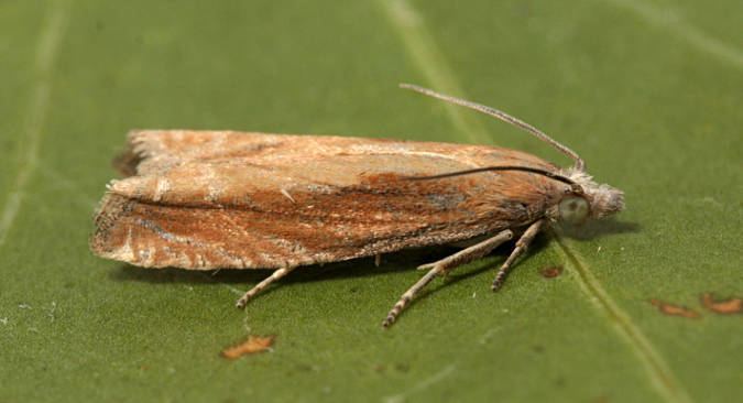 Eucosma obumbratana Hants Moths 49264 Eucosma obumbratana