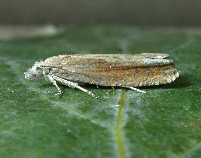 Eucosma obumbratana Eucosma obumbratana UKMoths