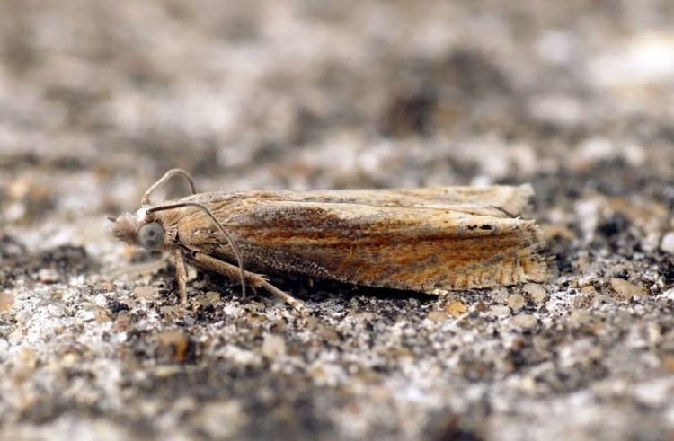 Eucosma obumbratana Eucosma obumbratana UKMoths