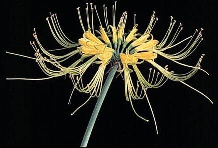 Eucrosia Amaryllidaceae Amaryllidaceae