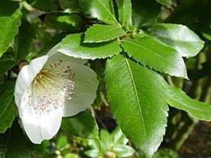 Eucryphia Plant of the Month September 2002