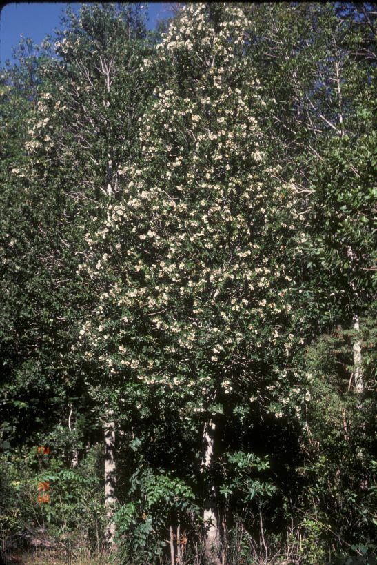 Eucryphia cordifolia Eucryphia cordifolia Cunoniaceae image 3972 at PlantSystematicsorg