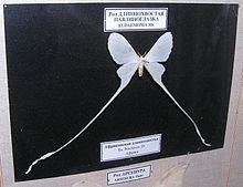 Eudaemonia (moth) httpsuploadwikimediaorgwikipediacommonsthu