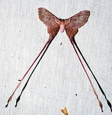 Eudaemonia troglophylla httpsuploadwikimediaorgwikipediacommonsthu