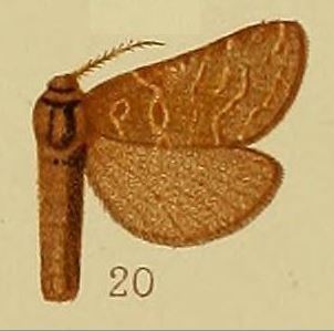 Eudalaca holophaea