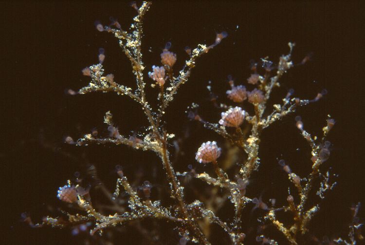 Eudendrium FileEudendrium ramosum Linnaeus 1758 stade mdusesjpg