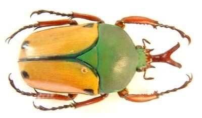 Eudicella Beetles of Africa Catalog Page