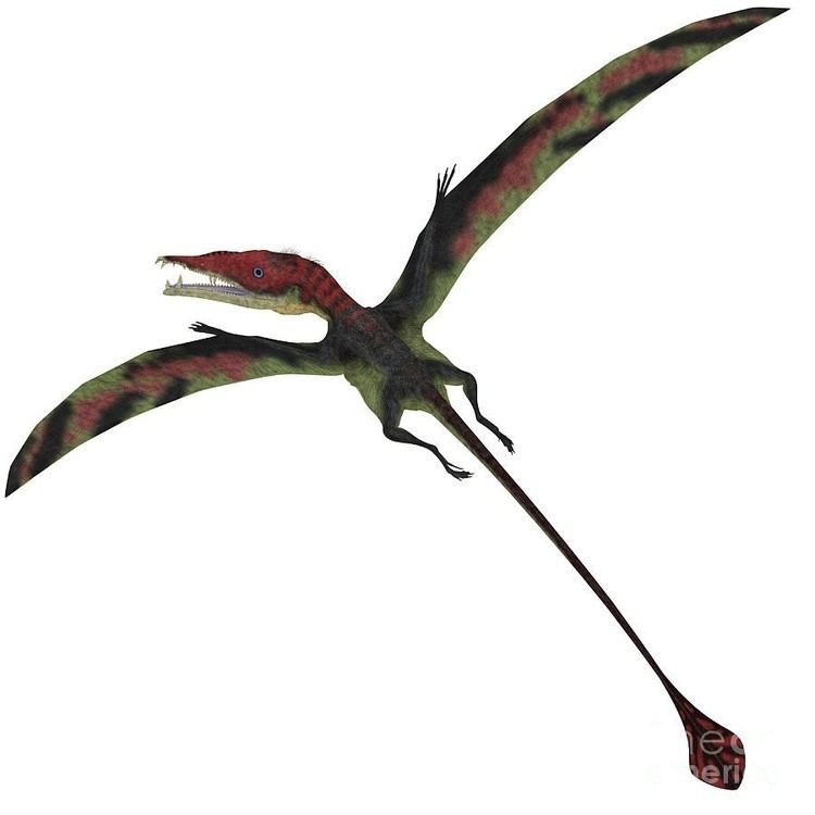 Eudimorphodon imagesdinosaurpicturesorgeudimorphodononwhite