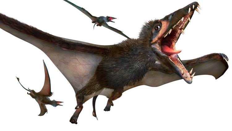 Eudimorphodon Eudimorphodon Pterosaur Facts DK Find Out