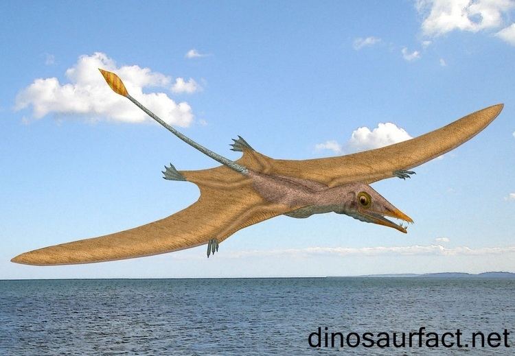Eudimorphodon Eudimorphodon dinosaur