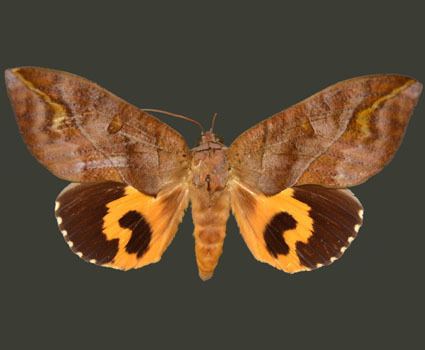 Eudocima phalonia Moth Photographers Group Eudocima phalonia 19340