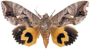 Eudocima phalonia The Moths of Borneo