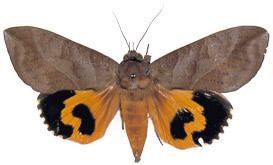 Eudocima phalonia The Moths of Borneo