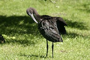 Eudocimus Scarlet ibis Wikipedia