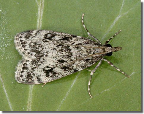 Eudonia Hants Moths 63073 Eudonia truncicolella