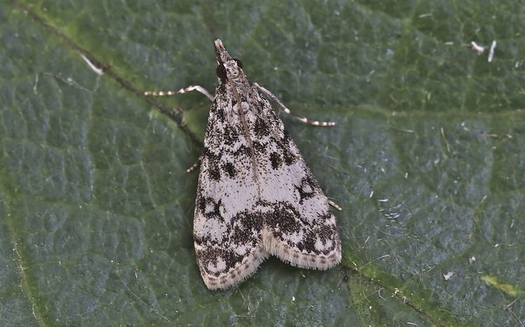 Eudonia Eudonia lacustrata LepiPhotos