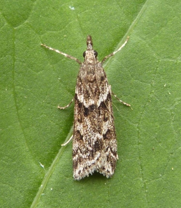 Eudonia angustea Eudonia angustea Eudonia angustea NatureSpot