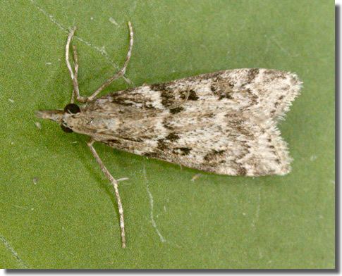 Eudonia angustea Hants Moths 63069 Eudonia angustea