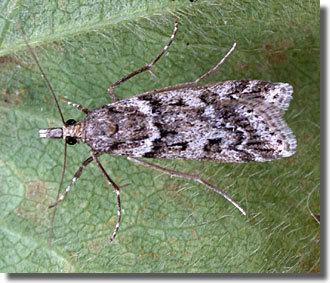 Eudonia angustea Hants Moths 63069 Eudonia angustea