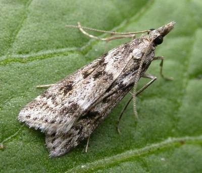 Eudonia angustea The Moths of Suffolk 1342 Eudonia angustea Curtis 1827