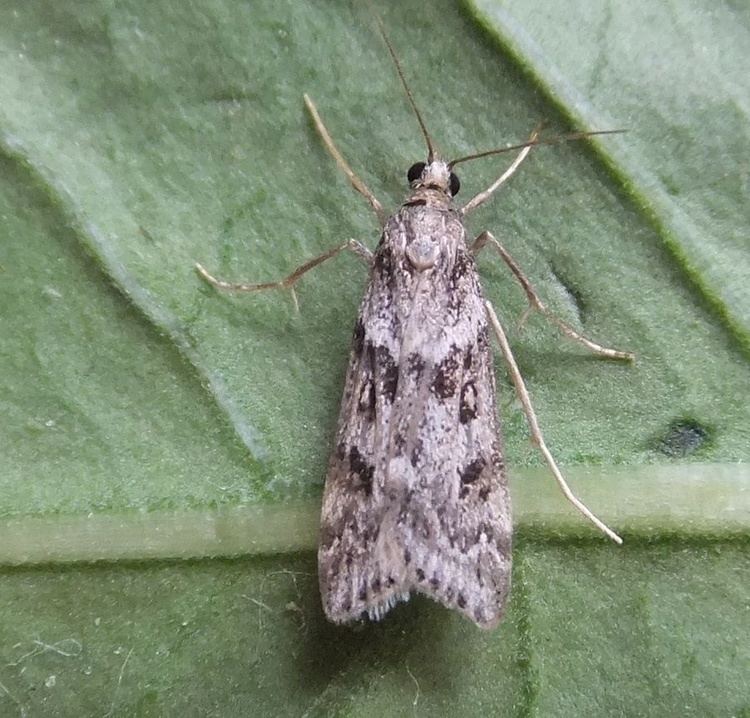 Eudonia angustea Eudonia angustea Eudonia angustea NatureSpot