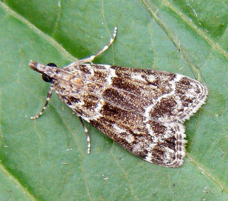 Eudonia Eudonia mercurella Eudonia mercurella NatureSpot