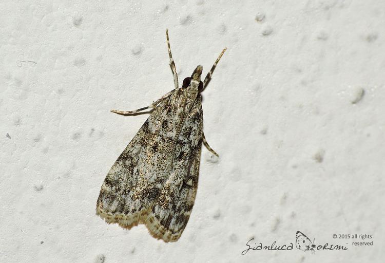 Eudonia lacustrata Eudonia lacustrata