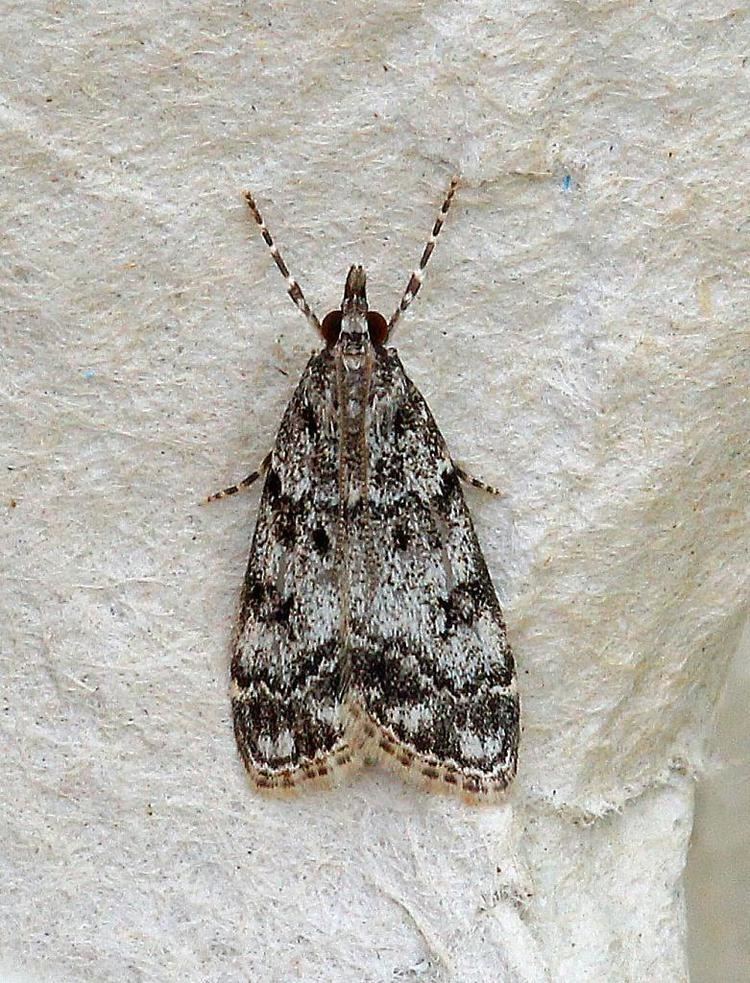 Eudonia lacustrata 63067 Eudonia lacustrata Co Donegal