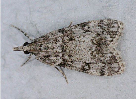 Eudonia lacustrata Lepidoptera of Belgium Eudonia lacustrata