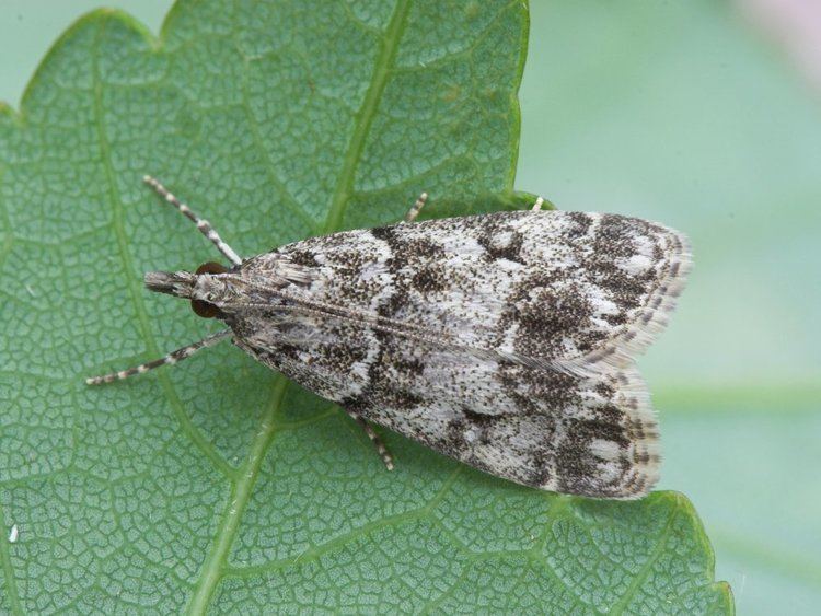 Eudonia lacustrata Eudonia lacustrata Dipleurina lacustrata Little Grey Norfolk