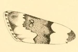 Eudonia phaeoleuca