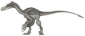 Eudromaeosauria httpsuploadwikimediaorgwikipediacommonsthu