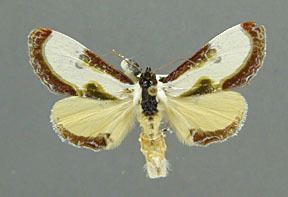 Eudryas grata nearcticacommothsnoctuidagaristaphotosEgrata