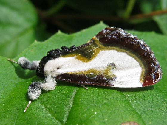 Eudryas grata Eudryas grata BugGuideNet