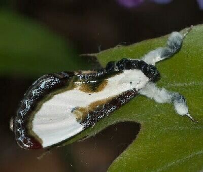 Eudryas grata Moth Photographers Group Eudryas grata 9301