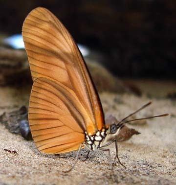 Eueides aliphera wwwneotropicalbutterfliescomSite20RevisionPag