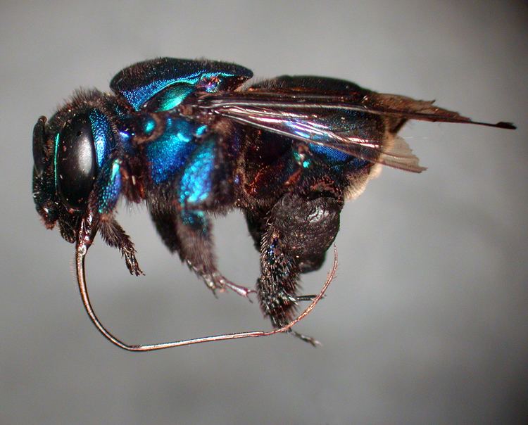 Eufriesea Taxon Pages Anthophila an online repository of bee diversity