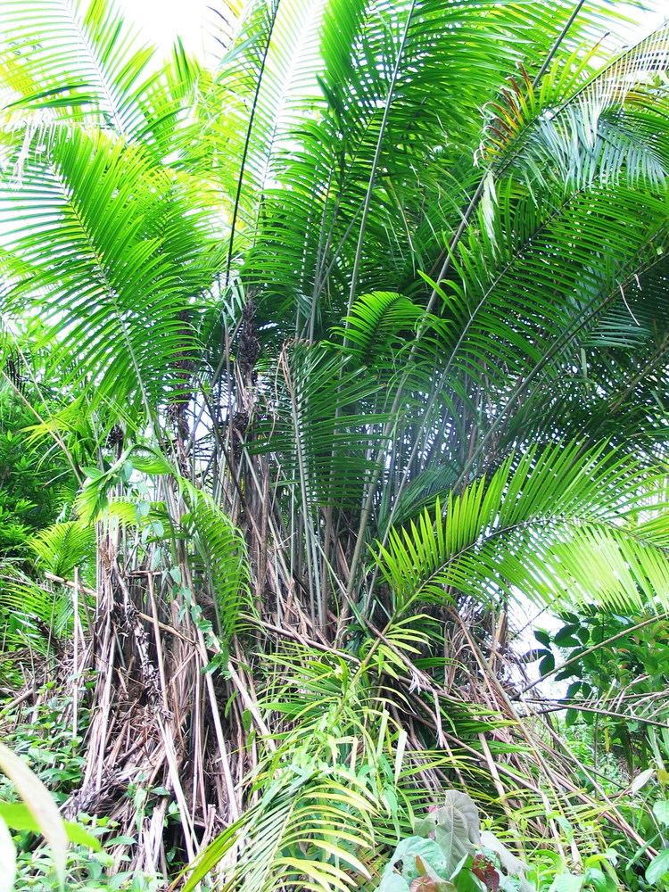 Eugeissona Classification Palms of Thailand