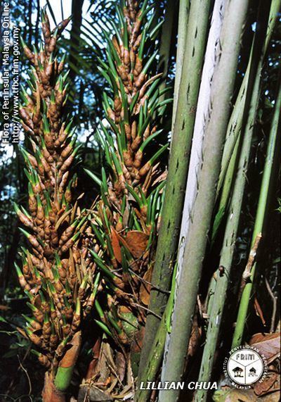 Eugeissona Eugeissona brachystachys Palmpedia Palm Grower39s Guide