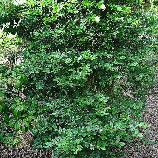 Eugenia foetida Florida Native Plant Society