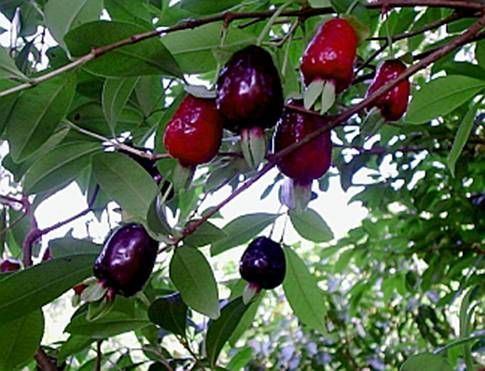 Eugenia involucrata 1000 images about MULTIFRUTS on Pinterest A 4 Elephant ears and