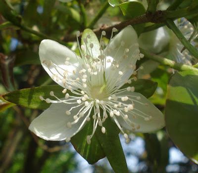 Eugenia involucrata Eugenia involucrata Cerejeiradomato FloraSBS