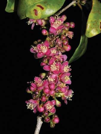 Eugenia petrikensis httpsmedia1britannicacomebmedia171688170