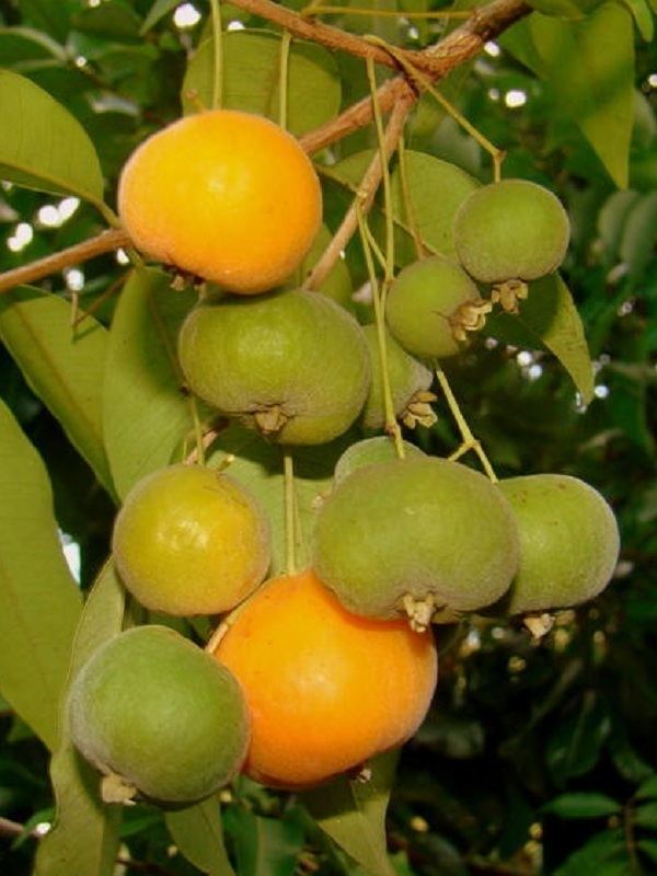 Eugenia pyriformis Polynesian Produce Stand UVAIA RARE Ornamental Brazilian Fruit