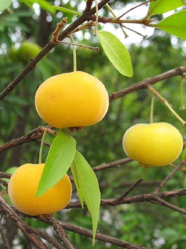 Eugenia pyriformis Polynesian Produce Stand UVAIA RARE Ornamental Brazilian Fruit