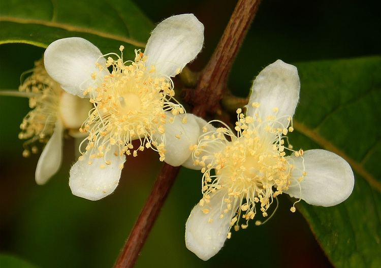 Eugenia stipitata Photos of the fruits of Colombia Eugenia stipitata